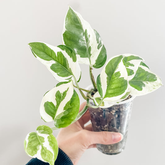 All about Pothos