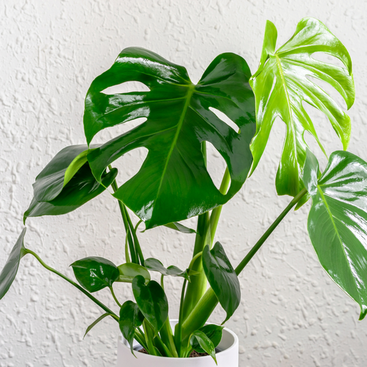 how to care for a Monstera Deliciosa 