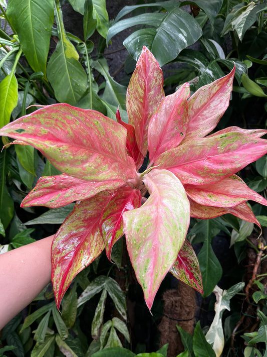 Aglaonema Red Butterfly